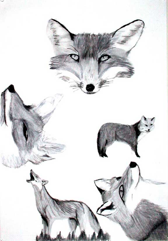 Foxes in Monochrome